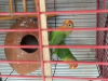 Love Bird